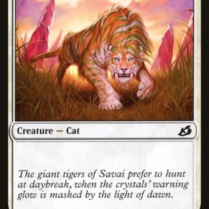 Savai Sabertooth